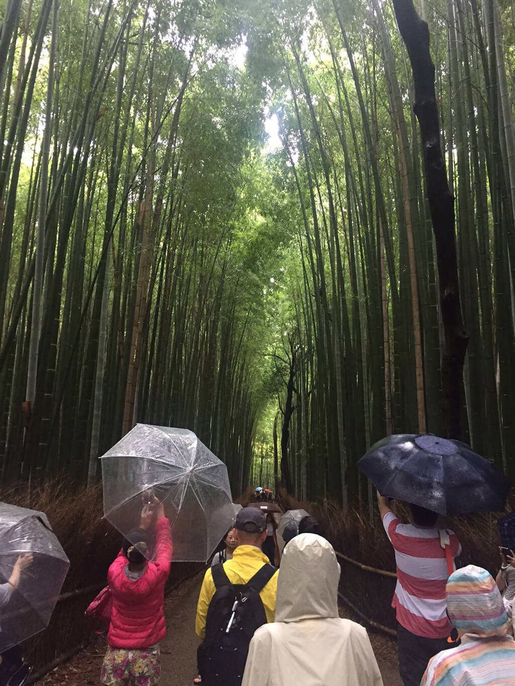 La foresta di bambù a Kyoto, Arashiyama